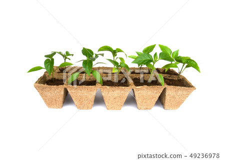 Seedlings of peper isolated 49236978