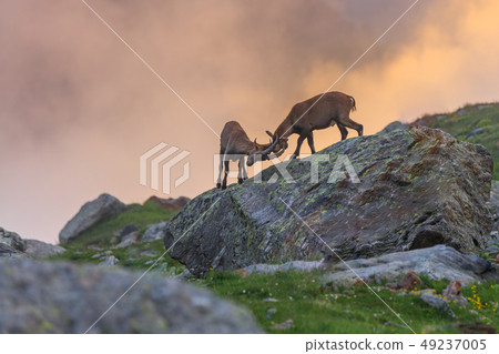 Ibex , Range of Mont Blanc , French Alps 49237005