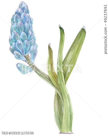 Blue Hyacinth flowers Blue Hyacinth flowers 49237691
