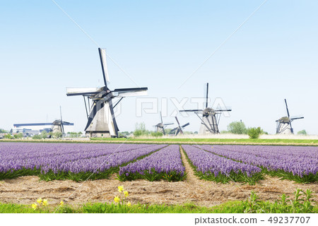 dutch windmill over river waters dutch windmill over river waters 49237707