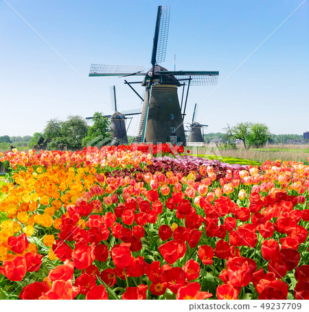 dutch windmill over river waters dutch windmill over river waters 49237709