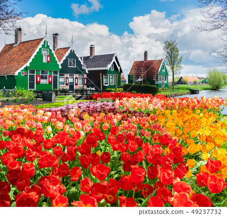 old town of Zaanse Schans, Netherlands 49237732