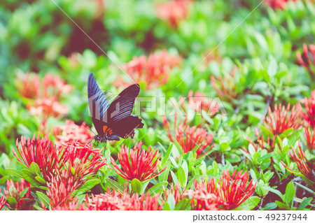 Butterfly and Tropical Flower, Macro Closeup. 49237944