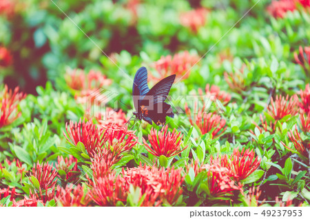 Butterfly and Tropical Flower, Macro Closeup. 49237953