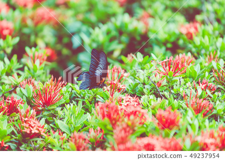 Butterfly and Tropical Flower, Macro Closeup. Butterfly and Tropical Flower, Macro Closeup. 49237954