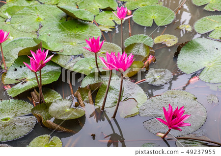 Beautiful Pink Lotus, water plant with reflection Beautiful Pink Lotus, water plant with reflection 49237955