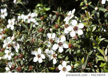 麥盧卡花 49238044