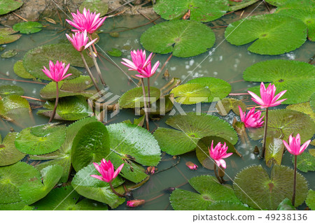 Beautiful Pink Lotus, water plant with reflection 49238136