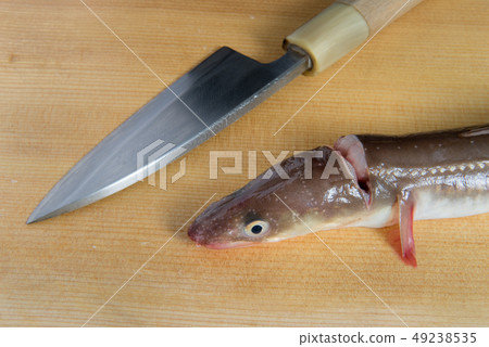 康吉鰻魚和刀 康吉鰻魚和刀 49238535
