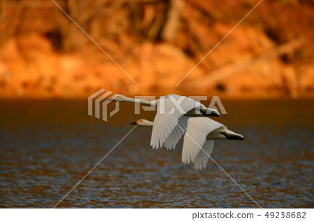 Swan in Oike Swan in Oike 49238682