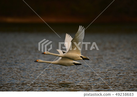 Swan in Oike Swan in Oike 49238683