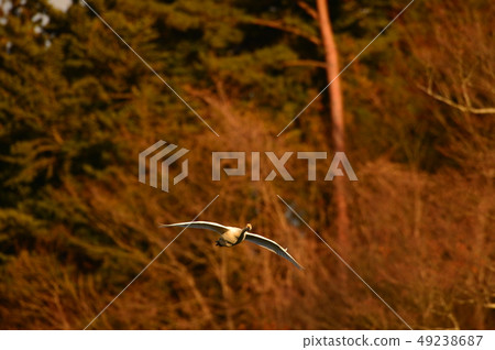 Swan in Oike Swan in Oike 49238687