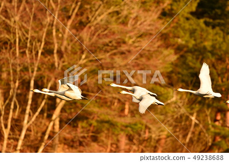 Swan in Oike 49238688