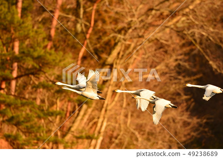 Swan in Oike Swan in Oike 49238689