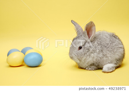 Easter bunny rabbit with painted eggs on yellow background. Easter holiday concept. 49238971