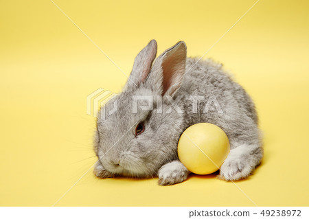 Easter bunny rabbit with painted egg on yellow background. Easter holiday concept. 49238972