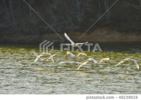 Swan in Oike 49239019