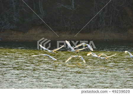 Swan in Oike Swan in Oike 49239020