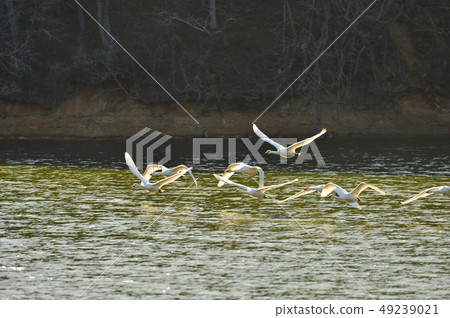 Swan in Oike Swan in Oike 49239021