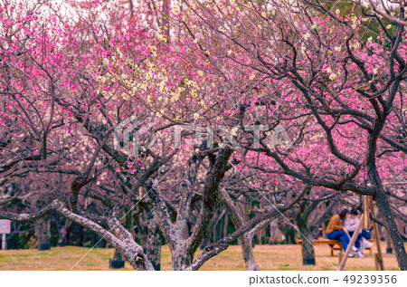 Landscape with plum blossoms Landscape with plum blossoms 49239356