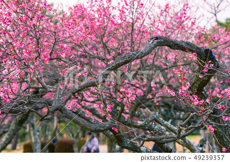 Landscape with plum blossoms Landscape with plum blossoms 49239357