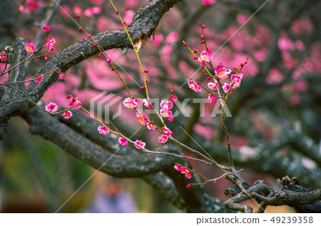 plum plum 49239358