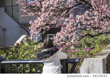 [Atami Sakura] 49239555