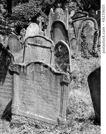 Headstones in the Jewish cemetery Headstones in the Jewish cemetery 49239605