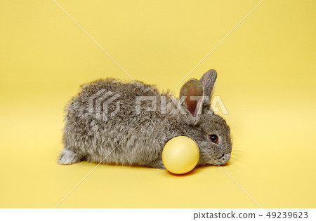 Easter bunny rabbit with painted egg on yellow background. Easter holiday concept. 49239623