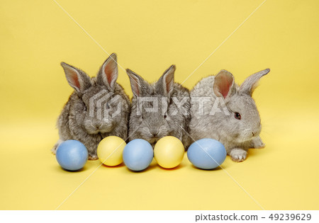 Easter bunny rabbits with painted eggs on yellow background. Easter holiday concept. Easter bunny rabbits with painted eggs on yellow background. Easter holiday concept. 49239629