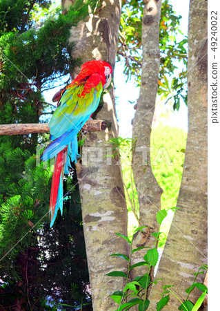 猩紅色的金剛鸚鵡 49240022