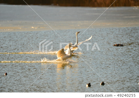 Swan in Oike Swan in Oike 49240255