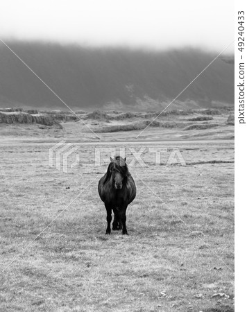Icelandic horse on the meadow 49240433