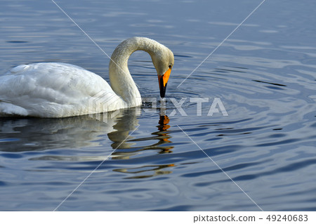 Swan in Oike Swan in Oike 49240683