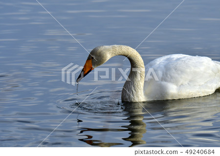 Swan in Oike Swan in Oike 49240684
