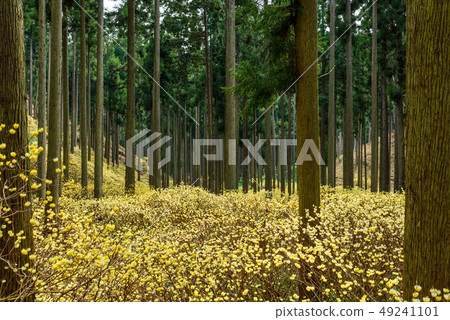 Kyoto Prefecture Ayabe City Water Source Village Mitsumata 49241101
