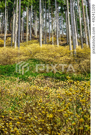 Kyoto Prefecture Ayabe City Water Source Village Mitsumata Kyoto Prefecture Ayabe City Water Source Village Mitsumata 49241109