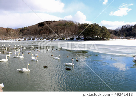 Morioka Takamatsu Park, Takamatsu Pond Wild Bird 49241418