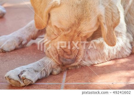Dog biting his paw 49241602