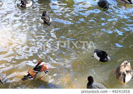 盛岡高松公園,高松池塘野鳥 盛岡高松公園,高松池塘野鳥 49241858