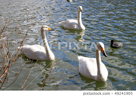 盛岡高松公園，高松池塘的鳥 49241905