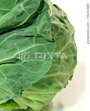 春捲心菜 49241909