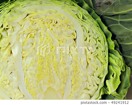 Spring cabbage 49241912