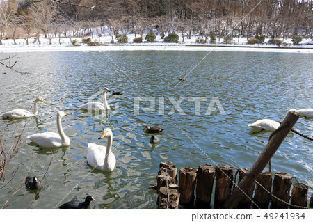 盛岡高松公園，高松池塘野鳥 49241934