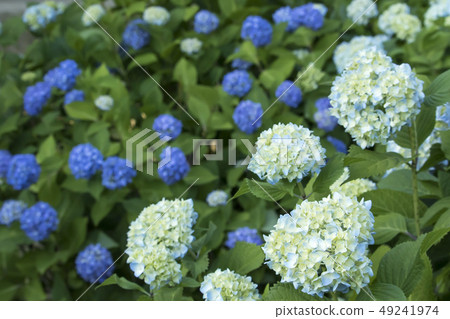 繡球花 淡藍色 7 未成熟的白色初夏繡球花景觀 照片素材 圖片 圖庫