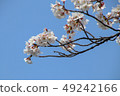  Cherry blossoms and blue sky 49242166