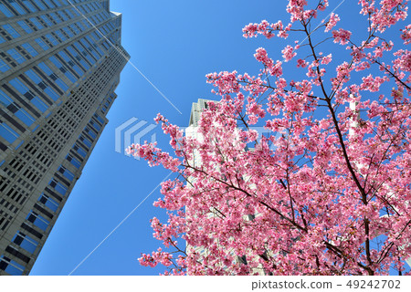 春天,建築物和櫻花的新宿子中心 春天,建築物和櫻花的新宿子中心 49242702