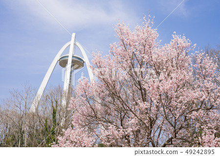 138 Tower Park and Sakura 49242895