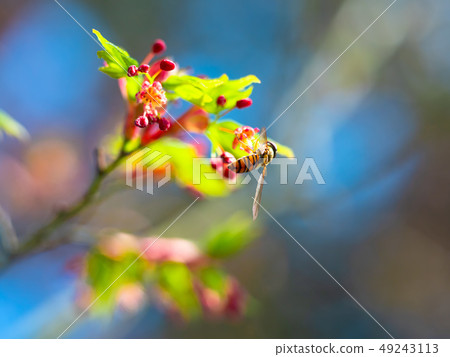 Young leaf and flower of bee and Japanese maple 49243113