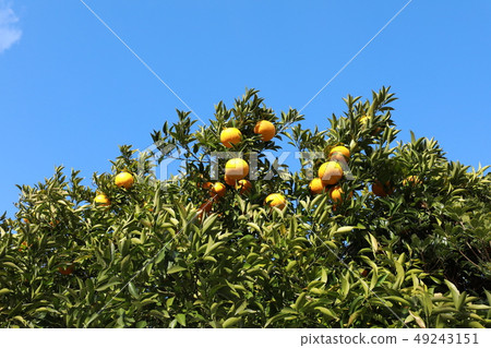 苦夏橙色 苦夏橙色 49243151